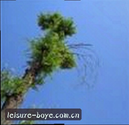 高敏
